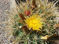 Ferocactus eastwoodiae