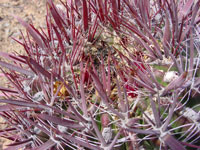 Ferocactus gracilis