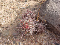 Ferocactus gracilis