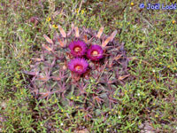 Ferocactus latispinus