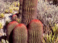 Ferocactus pilosus