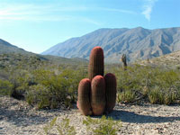 Ferocactus pilosus