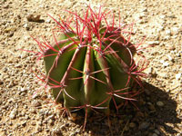 Ferocactus pilosus