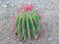 Ferocactus pilosus