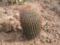 Ferocactus wislizeni