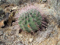 Ferocactus wislizeni