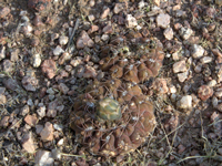 Gymnocalycium alboareolatum