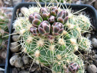 Gymnocalycium andreae