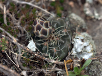 Gymnocalycium andreae