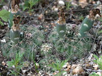 Gymnocalycium calochlorum