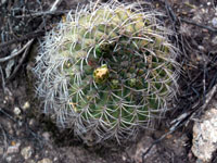 Gymnocalycium hybopleurum