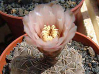 Gymnocalycium kieslingii