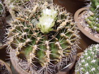 Gymnocalycium marsoneri