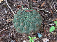 Gymnocalycium schickendantzii