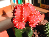 gymnocalycium