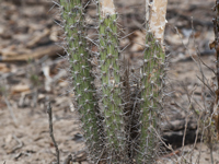 Harrisia adscendens