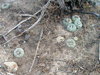 Lophophora diffusa