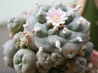 Lophophora williamsii