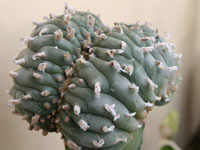 Lophophora williamsii