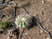 Melocactus oreas