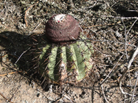 Melocactus oreas