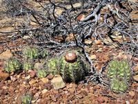 Melocactus bahiensis