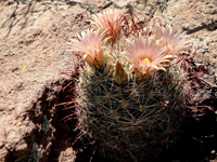 Mammillaria barbata