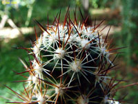 Mammillaria capensis