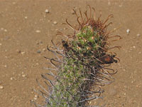 Mammillaria capensis