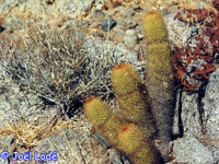 Mammillaria cerralboa