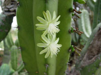 Myrtillocactus cochal