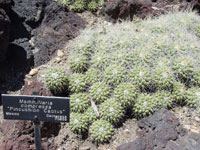 Mammillaria compressa