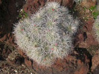 Mammillaria compressa