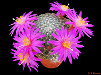 Mammillaria deherdtiana