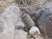 Mammillaria dioica