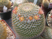 Mammillaria dixanthocentron