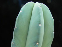 Myrtillocactus eichlamii