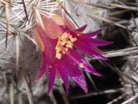 Mammillaria haageana