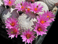 Mammillaria herrerae