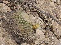 Mammillaria heyderi