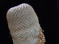 Mammillaria huitzilopochtli