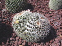 Mammillaria karwinskiana