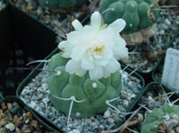 Matucana madisoniorum