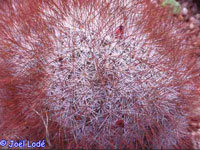 Mammillaria marcosii