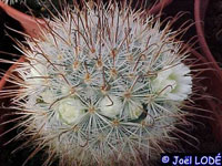 Mammillaria moelleriana