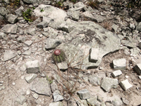 Melocactus oreas