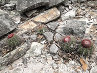 Melocactus oreas