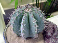 Melocactus pachycanthus