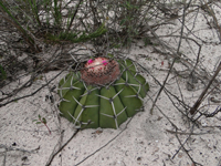 Melocactus paucispinus