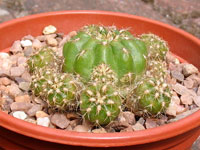 Matucana polzii